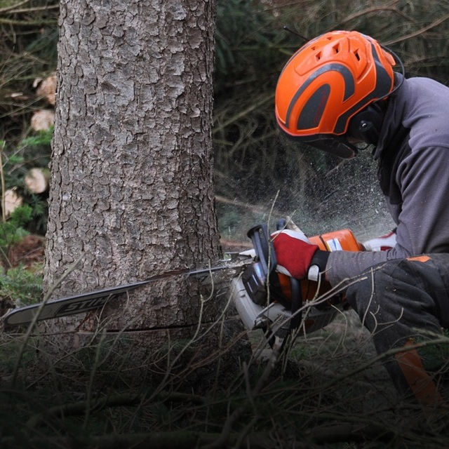Forestry